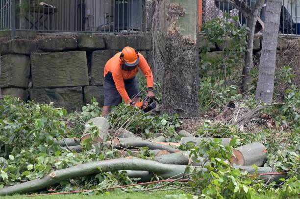 Best Stump Grinding and Removal  in USA